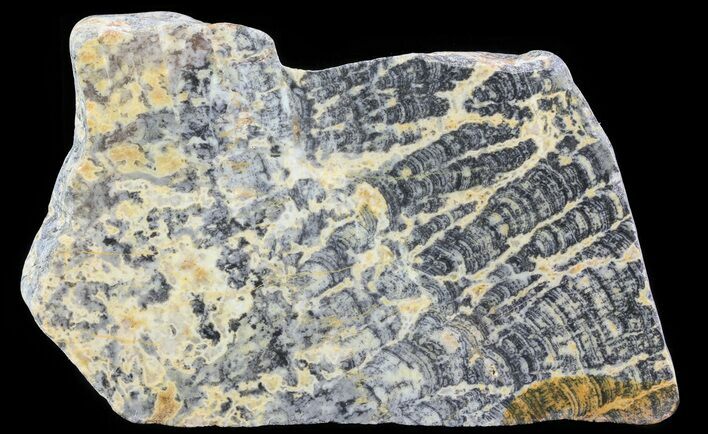 Columnar Stromatolite (Asperia) From Australia - Proterozoic #65036